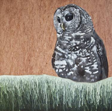 Spotted Owl - Absence thumb