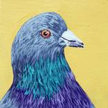 Pigeon Portrait by Kat Serediuk
