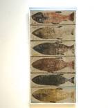 Fish by Scott Bergey