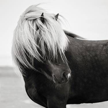Original Black & White Animal Photography by Jonathan Chritchley