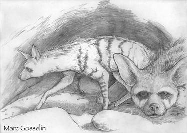 Print of Animal Drawings by Marc Gosselin