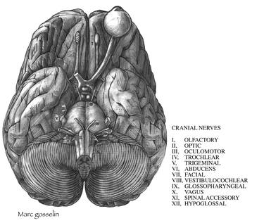 Print of Realism Education Drawings by Marc Gosselin