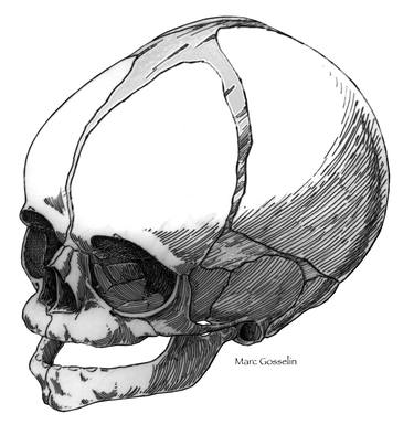 Skull, baby thumb
