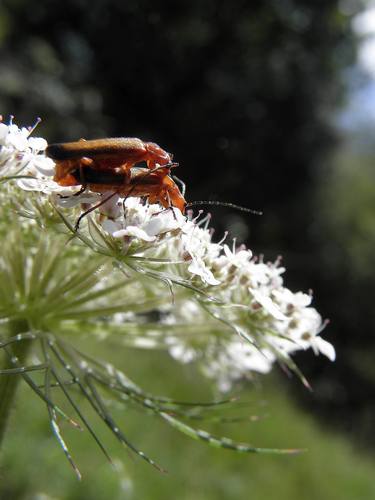 Original Realism Nature Photography by Geoff Francis