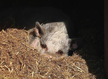 Safe - The rescued pig thumb