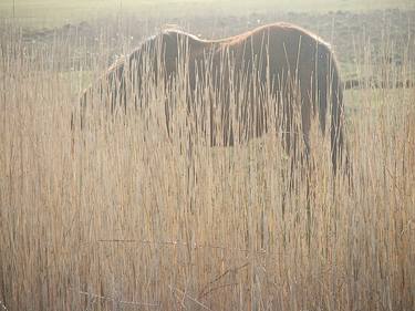 Print of Photorealism Horse Photography by Geoff Francis