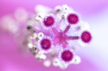 Original Realism Floral Photography by Eyal Gamili Holtzeker