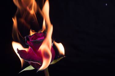 Burning blooming blossom Flowers Rose on Fire in love Valentine - Limited Edition 1 of 10 thumb
