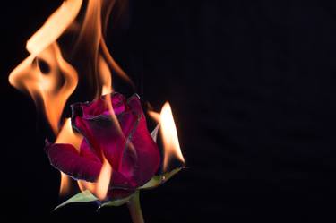 Burning blooming blossom Flowers Rose on Fire in love Valentine - Limited Edition 1 of 10 thumb