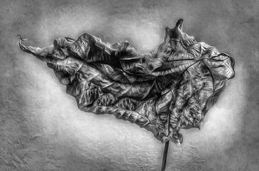Original Photorealism Still Life Photography by Nawfal Johnson Nur