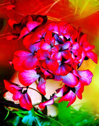 Print of Fine Art Floral Photography by Lauro Winck