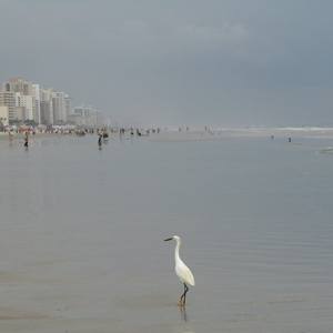 Collection It's Shark Week: Inspired by Jaws