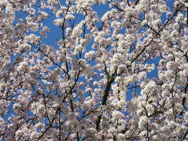 "Cherry tree in bloom" thumb