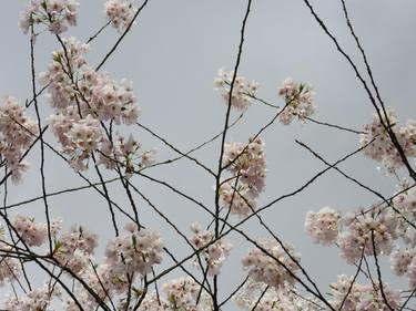 "Cherry blossoms.March" thumb