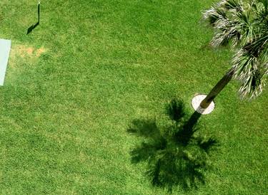 "Palm tree.Daytona Beach Shores" - Limited Edition 1 of 25 thumb