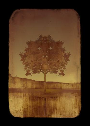 Original Art Deco Tree Photography by Louise O'Gorman