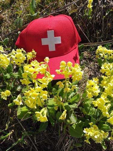 Himmelsschlüssel im Wald mit Schweizer Kappe thumb