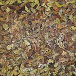 Collection Autumn Leaves