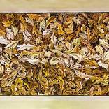 Collection Autumn Leaves