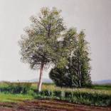 Birches in the Wind by Ladijana Vijay