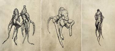 Original Botanic Drawings by Wiebke Rost