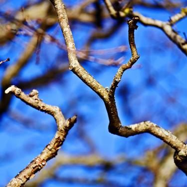 BARE BRANCHES thumb