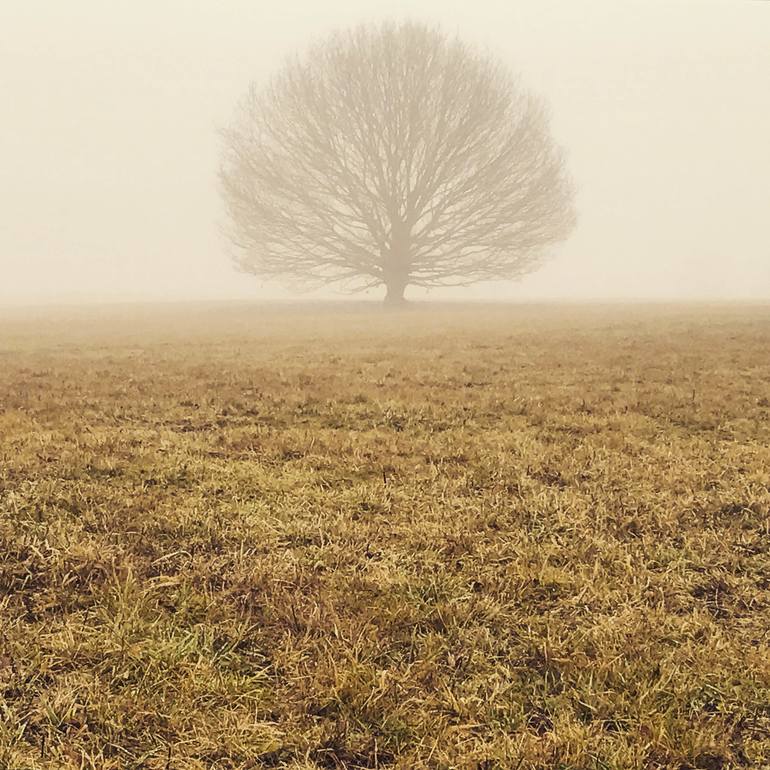 Original Landscape Photography by Phil Bower | Other Art on Paper | See the Tree - Limited Edition 1 of 20