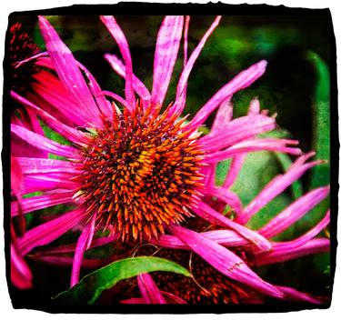 Pink and gold flower thumb