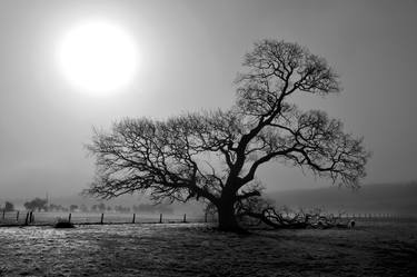 Tree in the morning mist. thumb