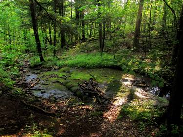 Deep in the Forest thumb