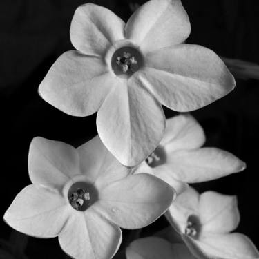 Original Minimalism Floral Photography by Denis Galea Vella Maslennikov