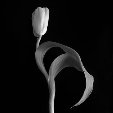 Original Fine Art Botanic Photography by Denis Galea Vella Maslennikov