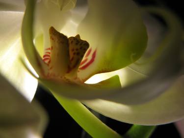 Night orchid thumb