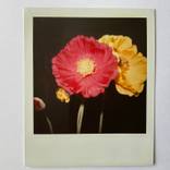 Blumenbarock (5 Polaroids) by Marc P Sahli