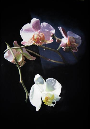 Original Floral Paintings by David Parson