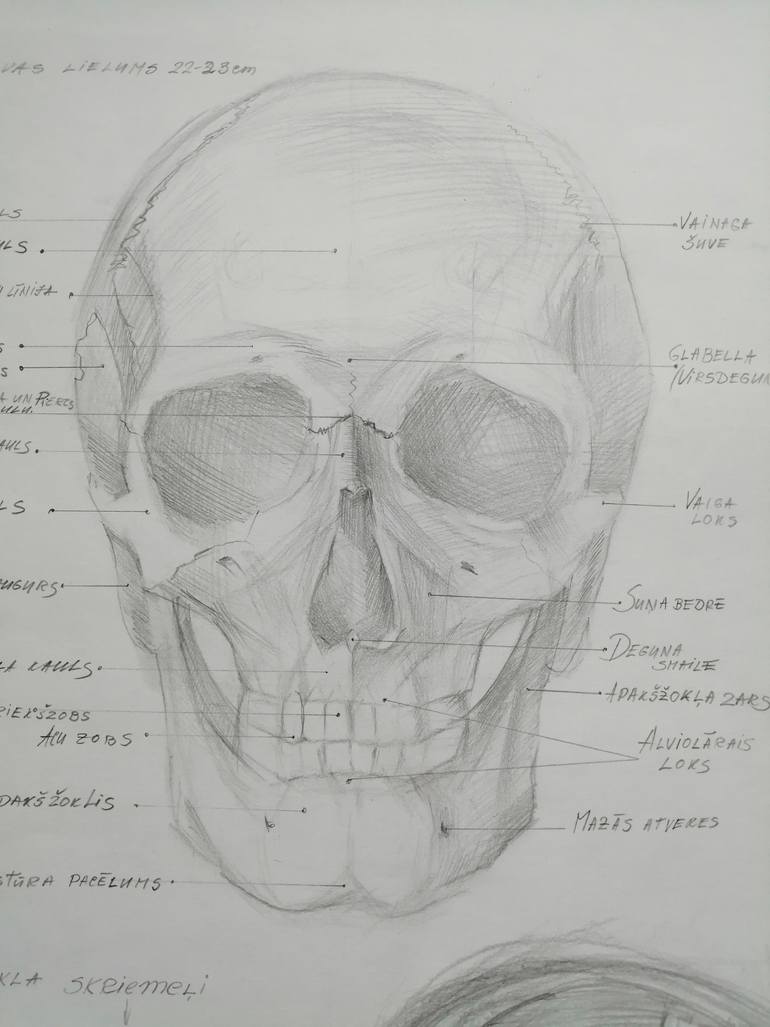 Original Figurative Body Drawing by Anna Laicane