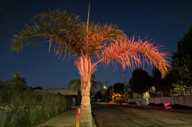 Saatchi Art Artist Jason Horowitz; Photography, “Copy of Palm Tree, Emeryville, California (large size) - Limited Edition of 10” #art