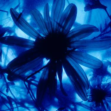 Original Abstract Floral Photography by Jason Horowitz