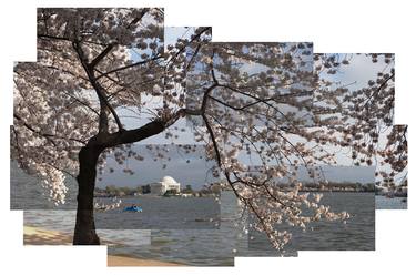 Cherry Blossoms, Washington, DC (large size) - Limited Edition 1 of 5 thumb