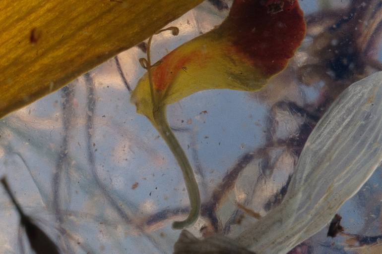 Original Abstract Floral Photography by Jason Horowitz