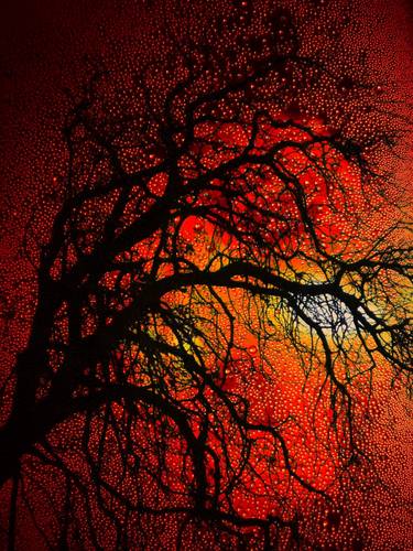 "Sunset Tree" - Christophe DIDILLON 2013 thumb