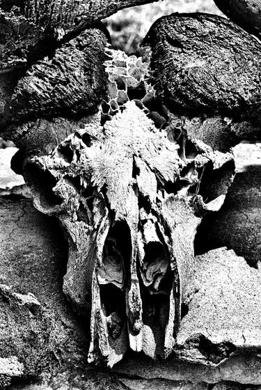 Skull, Serengeti - Limited Edition of 2 thumb