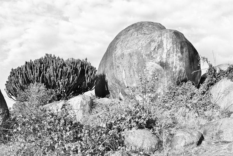 Original Figurative Nature Photography by Judith Brisson