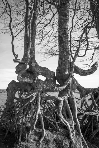 Print of Documentary Tree Photography by Jan Traylen Photography