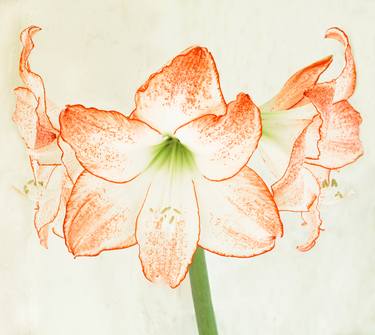 Print of Abstract Floral Photography by Jan Traylen Photography