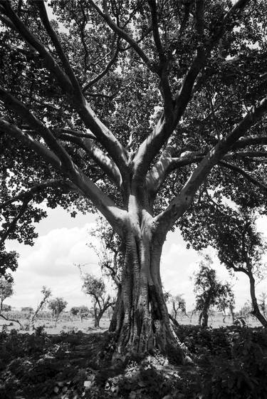 Ancient tree in Ethiopia thumb
