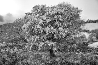 Bearded Lichen Tree, Dartmoor thumb