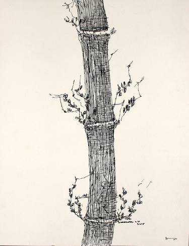 pen drawings of nature