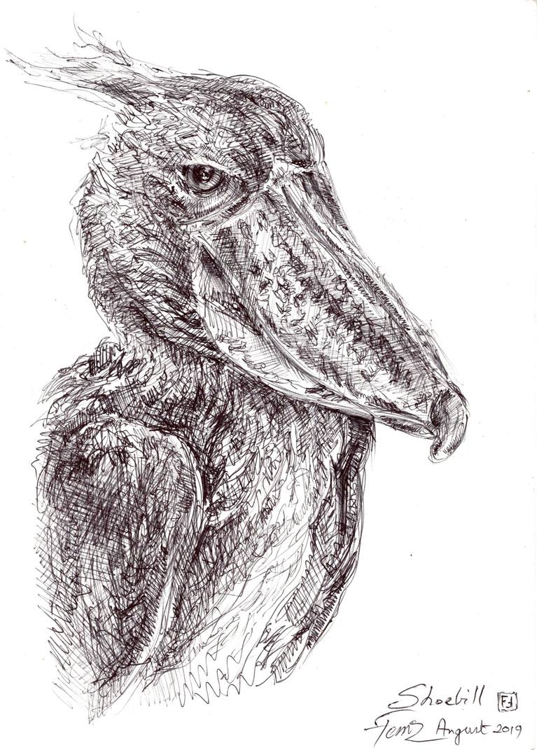 Shoebill Drawing by Steve Ferris | Saatchi Art