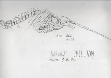 Narwhal Skeleton thumb